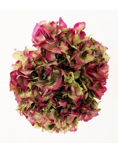 Hortensia Preservada Bicolor Crema/Fucsia Oscuro 20cm