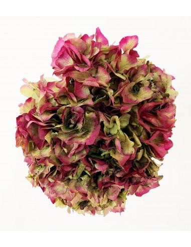 Hortensia Preservada Bicolor Crema/Fucsia...