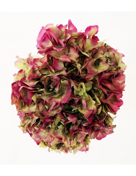 Hortensia Preservada Bicolor Crema/Fucsia Oscuro 20cm