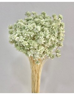 Hill Flowers Verde Agua 45cm 100g