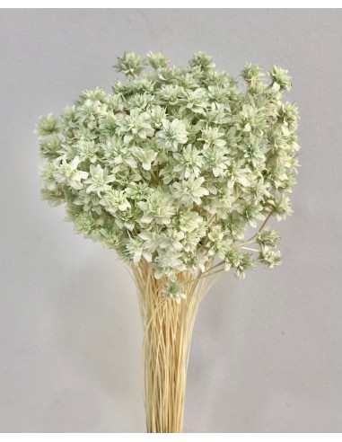 Hill Flowers Verde Agua 45cm 100g