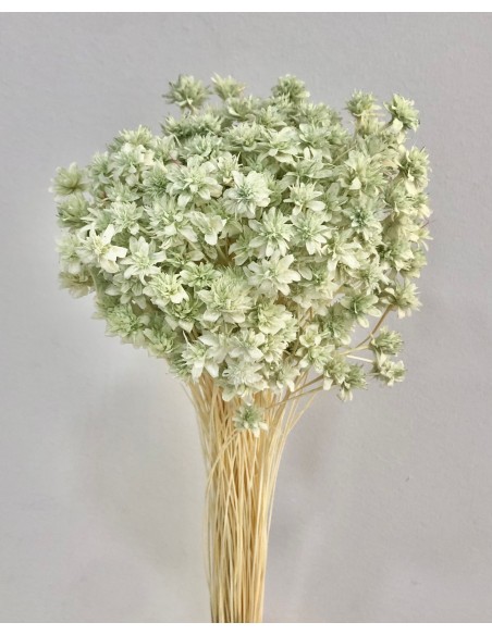 Hill Flowers Verde Agua 45cm 100g
