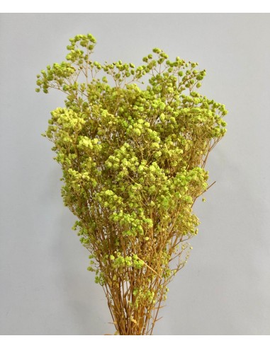 Gypsophila Paniculata Preservada Bola Verde...