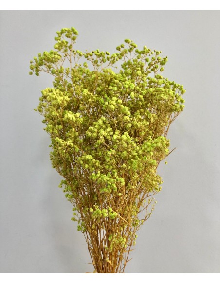 Gypsophila Paniculata Preservada Bola Verde 60cm 100g
