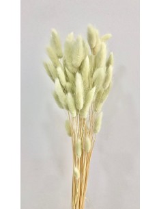 Lagurus Verde Agua 50g