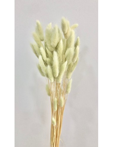 Lagurus Verde Agua 50g