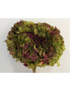 Hortensia Preservada Bicolor Verde/Burdeos