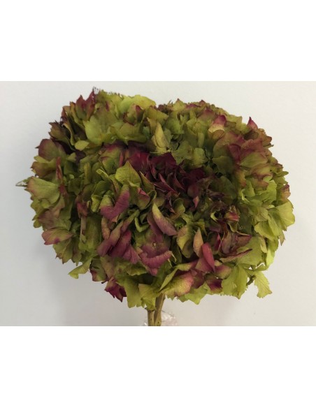 Hortensia Preservada Bicolor...