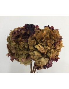 Hortensia Preservada Bicolor...