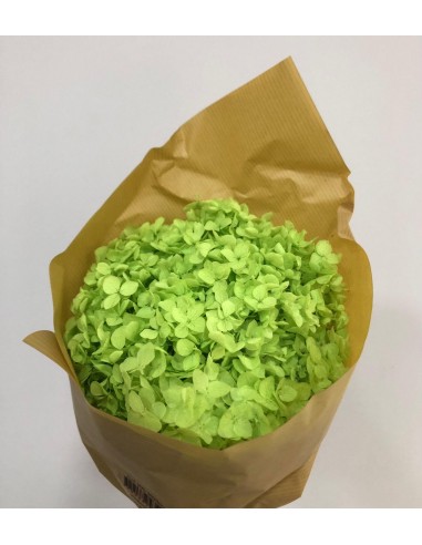 Hortensia preservada  Hoja pequeña Verde pistacho