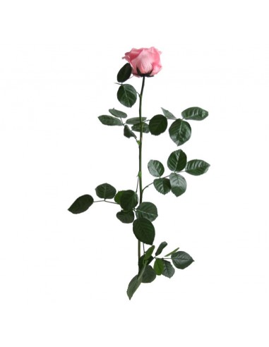 Tallo Rosa Preservada Sin Estuche Premium Rosa...