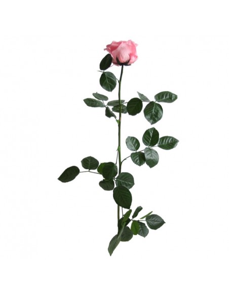 Tallo Rosa Preservada Sin Estuche Premium Rosa 60cm Ø 6,5-8,5, h54cm