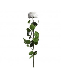 Tallo Rosa Preservada Sin Estuche Premium Blanca 60cm Ø...