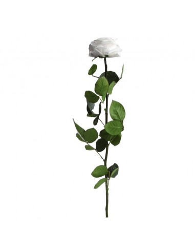 Tallo Rosa Preservada Sin Estuche Premium...