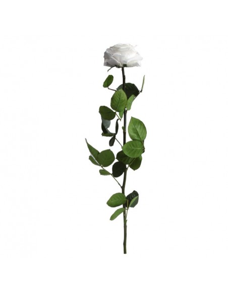 Tallo Rosa Preservada Sin Estuche Premium Blanca 60cm Ø 6,5-8,5, h54cm