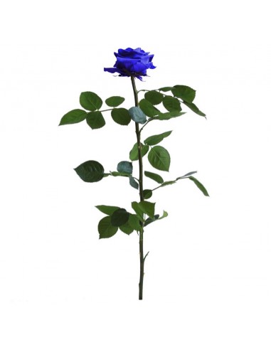 Tallo Rosa Preservada Sin Estuche Premium Azul...