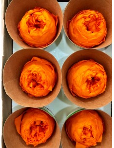 Peonia Preservada Naranja x6und, x6cmØ