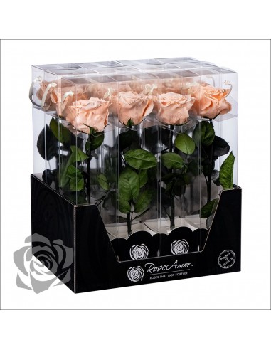 Rosa Preservada Roseamor (XL 7cmØ) Salmón