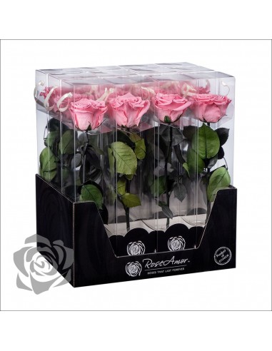 Rosa Preservada Roseamor (XL 7cmØ) Rosa Pastel