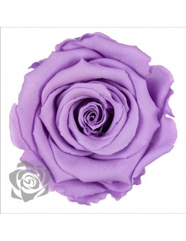 .Rosa Preservada.Lila LL+ 6,5cm X6 Roseamor