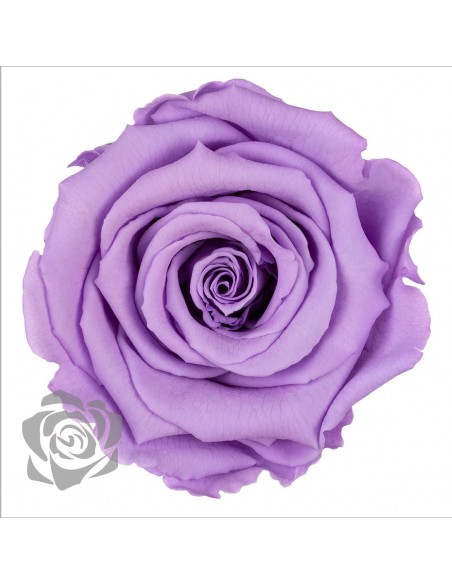 .Rosa Preservada.Lila LL+ 6,5cm X6 Roseamor