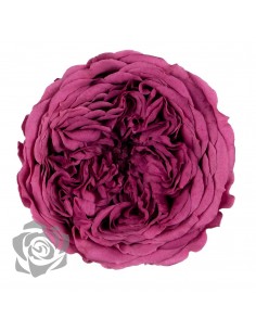 .Rosa Amelia 4cmØ, Salmón x12Und