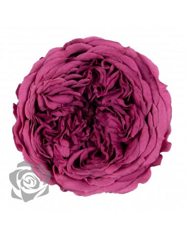 .Rosa Amelia 4cmØ, Bouganvillea x12Und