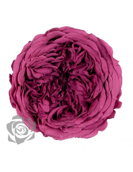.Rosa Amelia 4cmØ, Salmón x12Und