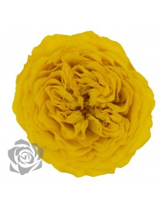 .Rosa Amelia 4cmØ, Amarilla x12Und
