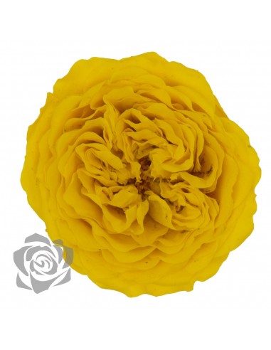 .Rosa Amelia 4cmØ, Amarilla x12Und