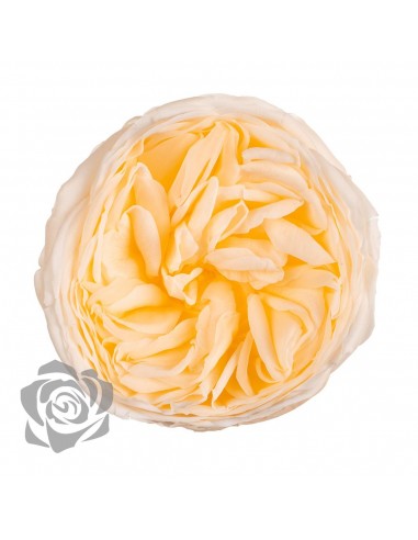 .Rosa Kabuki Champagne/Salmón x3und 6cmØ