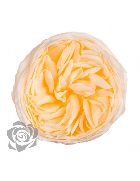 .Rosa Kabuki Champagne/Salmón x3und 6cmØ