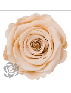 .Rosa Preservada. Crema LL+ 6,5CMØ X6 Roseamor