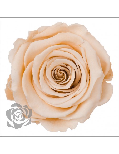 .Rosa Preservada. Crema LL+ 6,5CMØ X6 Roseamor