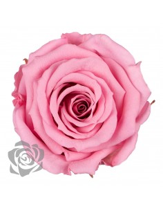 Rosa Preservada Rosa Pastel Estandar x6 Roseamor