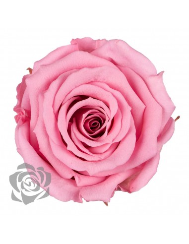Rosa Preservada Rosa Pastel Estandar x6 Roseamor