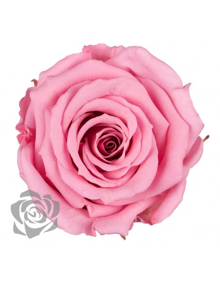 .Rosa Preservada. Rosa Pastel LL+ 6,5cm X6 Roseamor