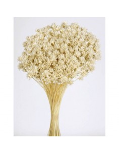 Hill flowers color Blanco Marfil 45cm 100g