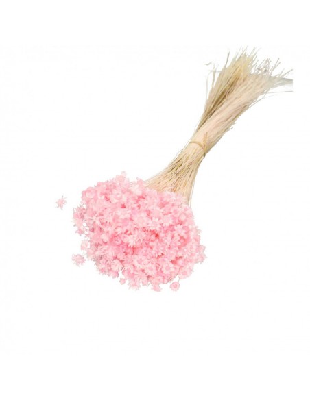 Glixia preservada Rosa claro 50g