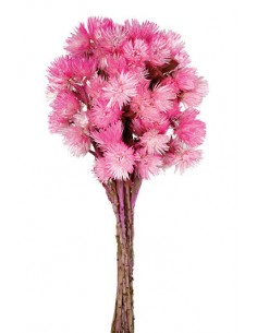 Everlasting Fucsia