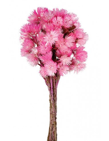 Everlasting Fucsia
