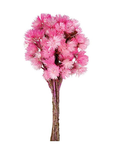 Everlasting Fucsia