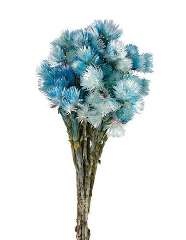 Everlasting Azul