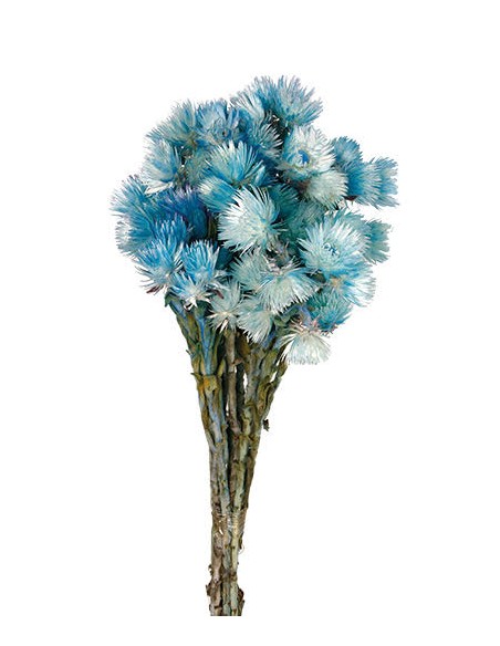 Everlasting Azul