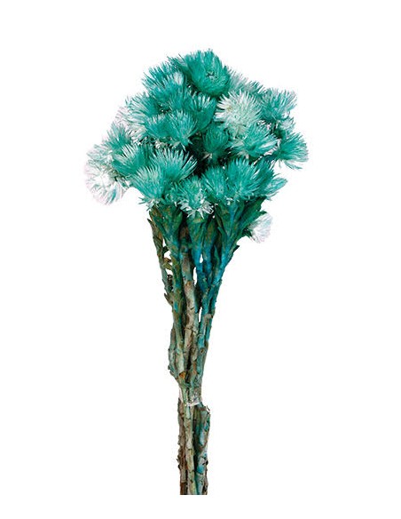 Everlasting turquesa