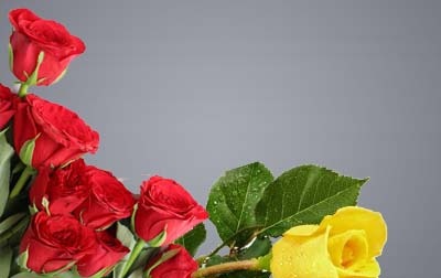 Significado de las rosas según su color - Guía para saber qué