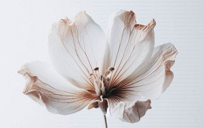 Flores Liofilizadas: La Elegancia Duradera de la Naturaleza